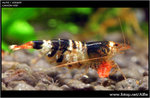 IMG_0651 copy