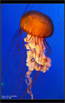 9A4S0061 copy