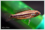 DSCF0050a copy