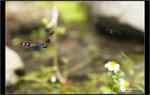 9A4S0427 copy