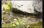 9A4S0445 copy