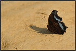 DSC_2598 copy
