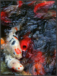 DSCF0052