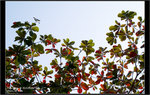 DSCF0079 copy