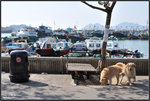 DSC_1235 copy