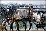 DSC_1239 copy