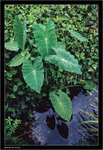 Image3 copy