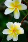 雞旦花 - Frangipani