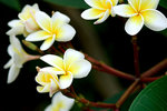 雞旦花 - Frangipani