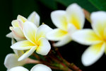 雞旦花 - Frangipani