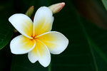 雞旦花 - Frangipani
