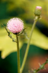 DSC_0469small