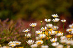 DSC_0535small