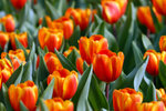 DSC_0549small