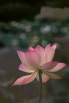 Test picture for D2x multi-exposure