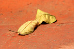DSC_0726small
