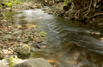 Small stream at Phoenix Garden 02