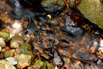 Small stream at Phoenix Garden - closer look
