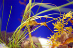 Sea horse