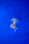 Small jelly fish