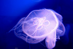 Medium size jelly fish