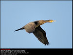 Cormorant - 鸕鷀