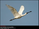 Black-faced Spoonbill -  黑臉琵鷺