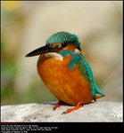 普通翠鳥 - common kingfisher
