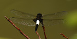 A dragonfly