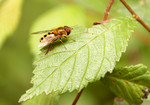 FLY