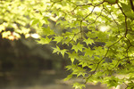 Green leaves