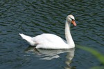 Swan