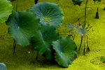 image0005
