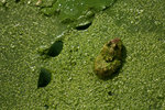 image0006