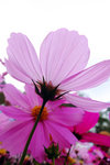 S_DSCF7270