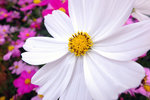 S_DSCF7271