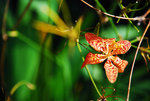 DSC_0399_S