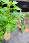 S_DSCF5735