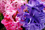 S_DSCF5570