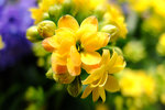 S_DSCF5572