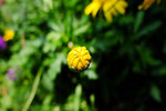 S_DSCF5592