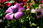 S_DSCF5612