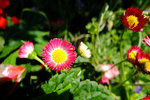 S_DSCF5656
