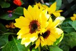 S_DSCF5682