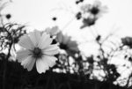 DSC_0407_re_bw