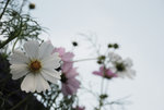 DSC_0408_re_s