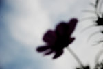 DSC_0411_re_s