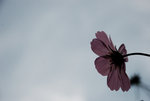 DSC_0414_re_s