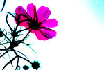 DSC_0417_re_s