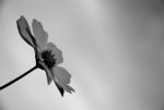 DSC_0422_bw_s